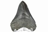 Fossil Megalodon Tooth - South Carolina #165409-1